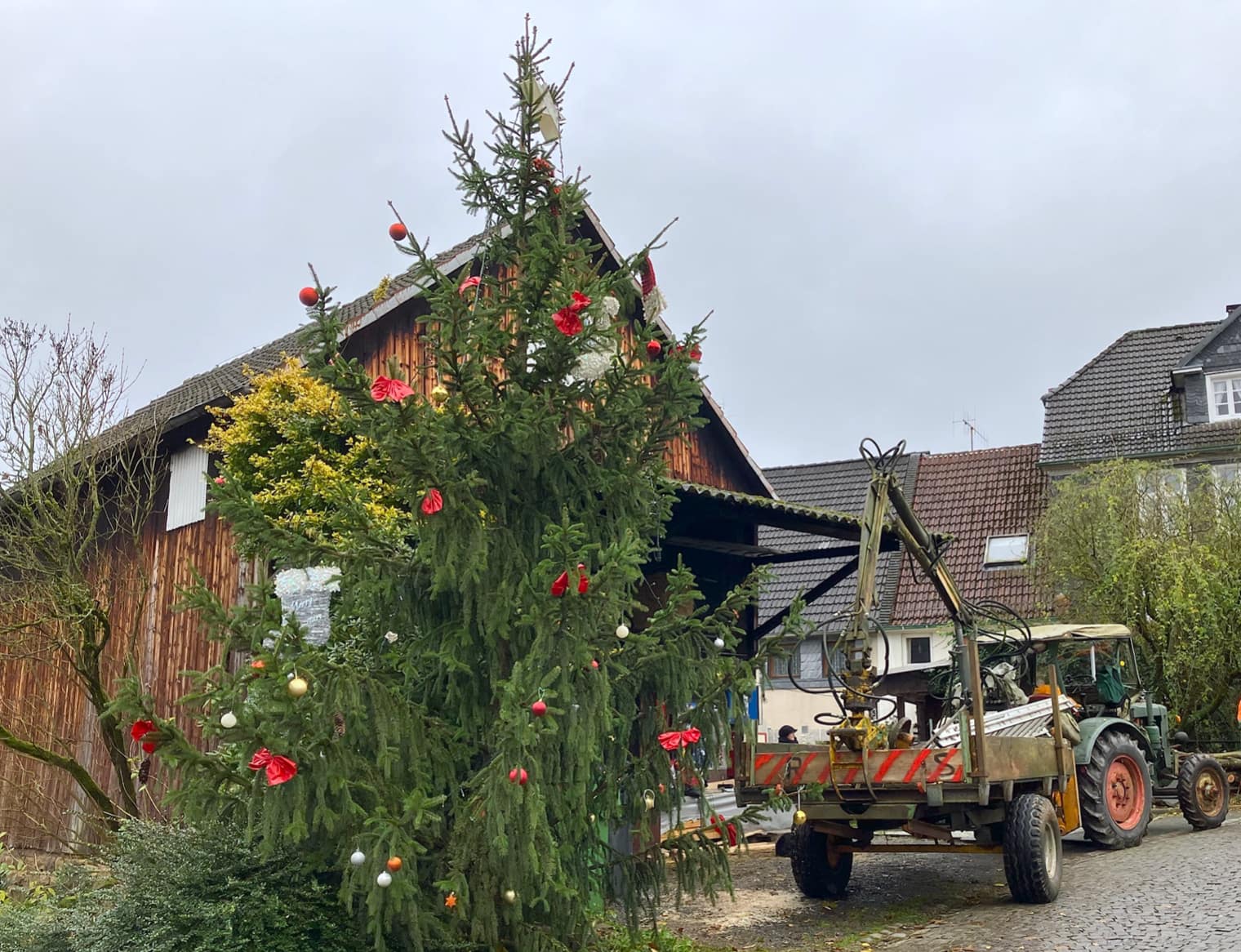 Der handgeschlagene Weihnachtsbaum wurde zentral im alten Ortskern aufgestellt