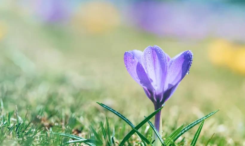 Beauty of Life Beauty of Life