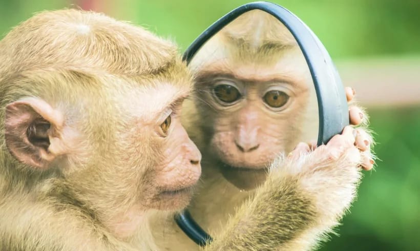 Loneliness Loneliness