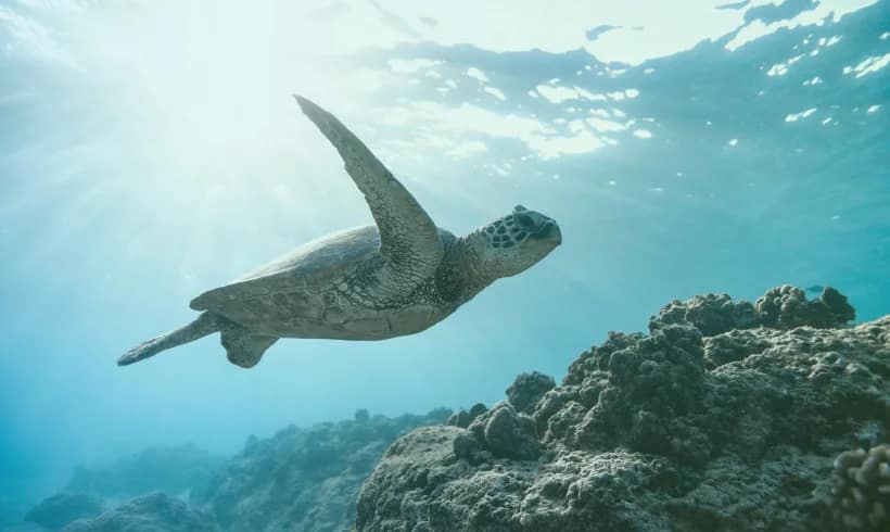 Ocean Turtle Ocean Turtle