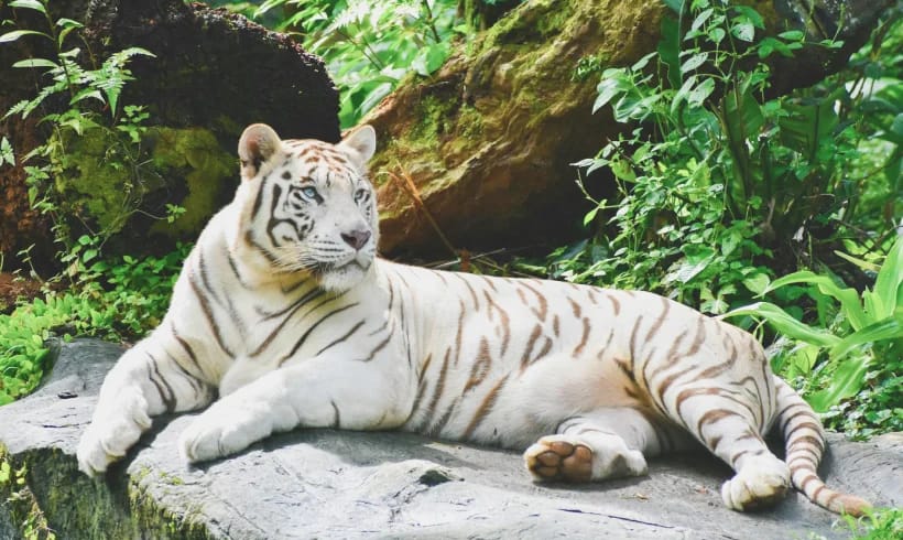 White Tiger White Tiger
